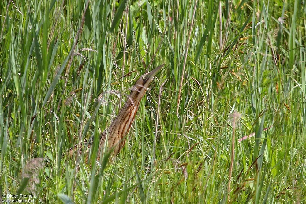 Eurasian Bittern