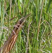 Eurasian Bittern