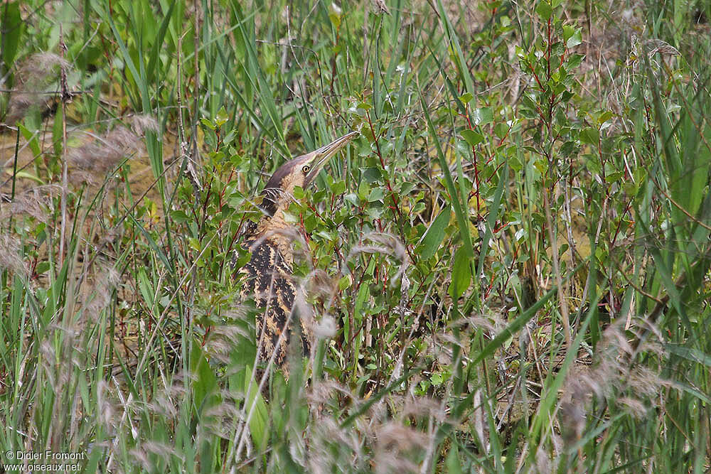 Eurasian Bittern