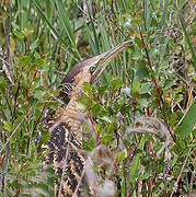 Eurasian Bittern