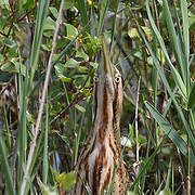 Eurasian Bittern