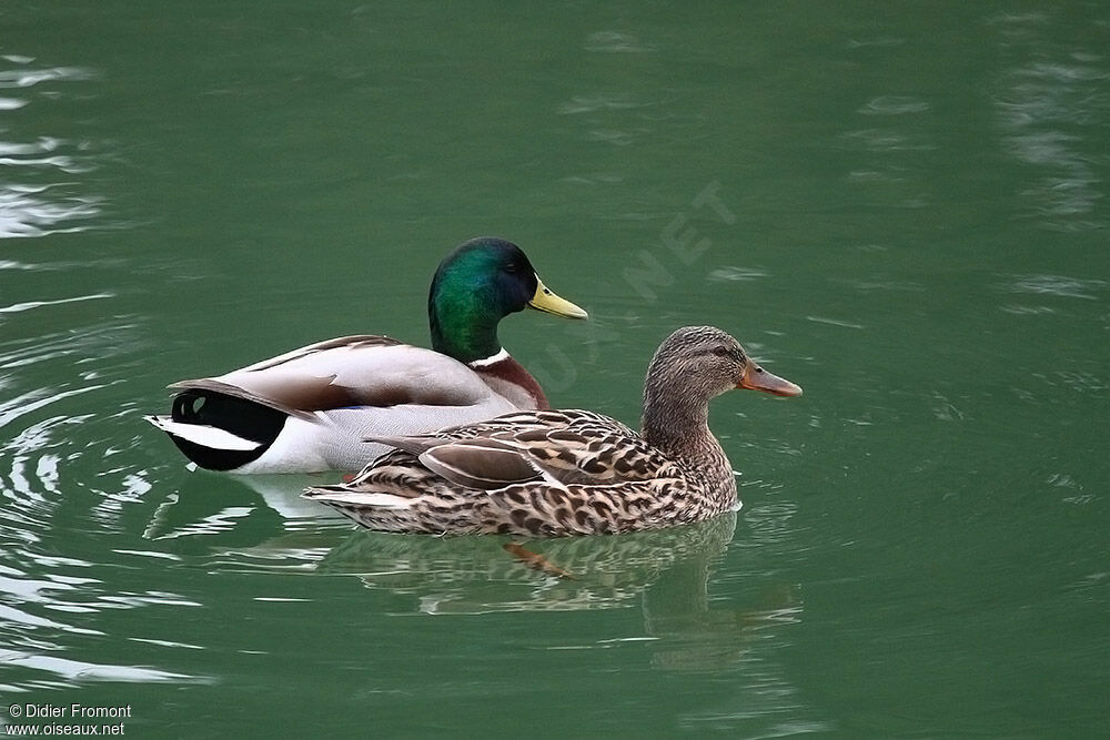 Mallard adult