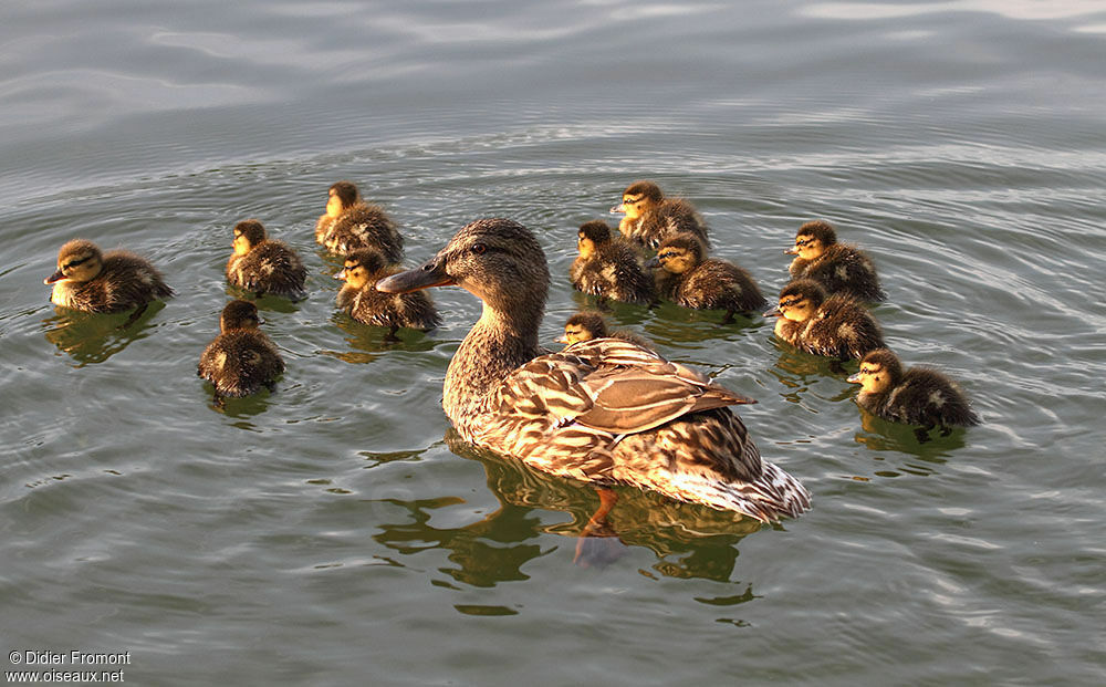 Canard colvert femelle adulte