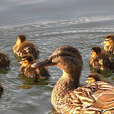 Canard colvert