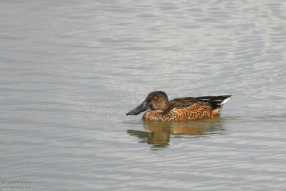 Northern Shoveler female adult