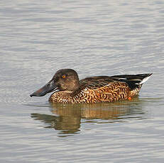 Canard souchet