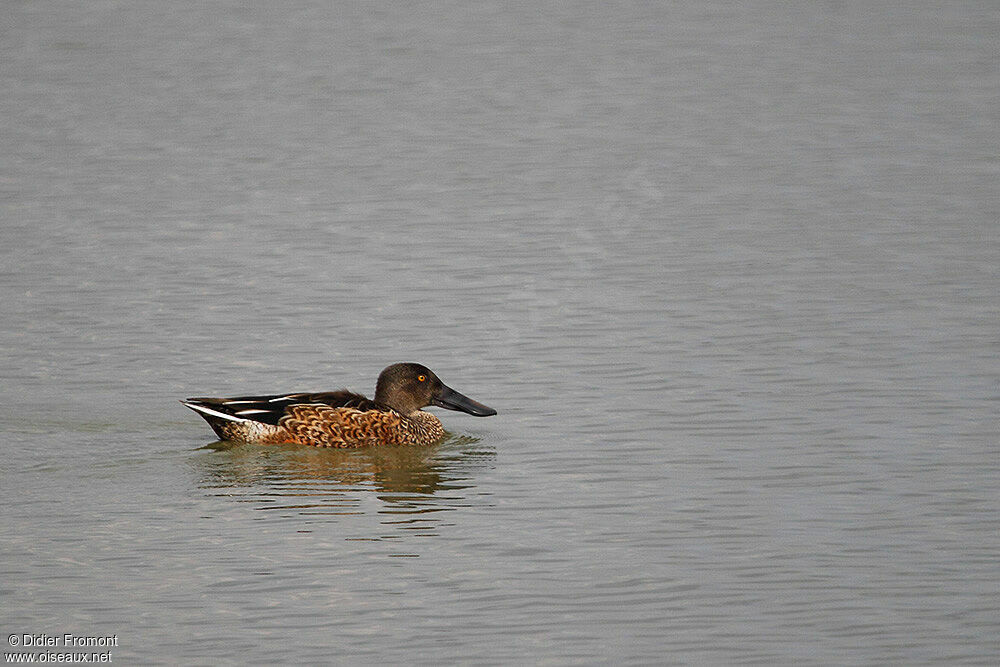 Northern Shoveler female adult