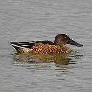 Northern Shoveler