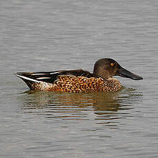 Canard souchet