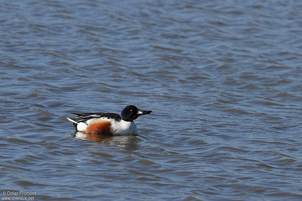 Canard souchet mâle adulte