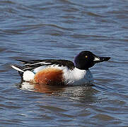 Canard souchet