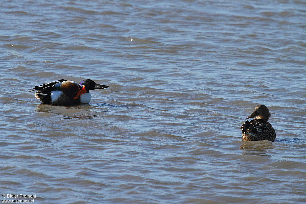 Canard souchet adulte