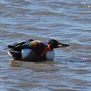 Northern Shoveler