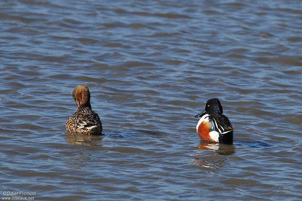 Canard souchet adulte