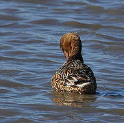 Northern Shoveler