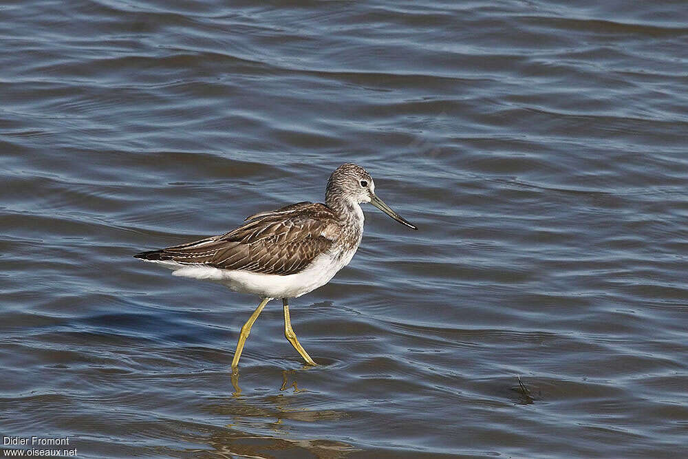 Common Greenshankjuvenile, identification