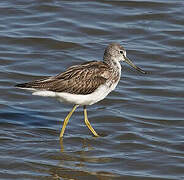 Common Greenshank