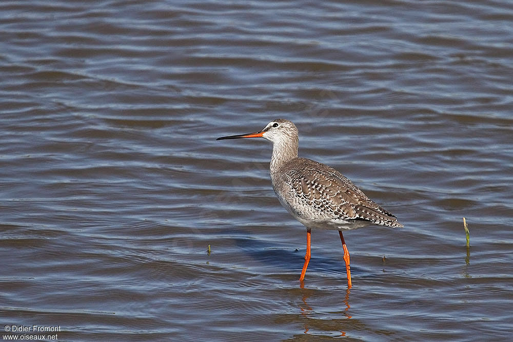 Spotted Redshank