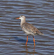 Spotted Redshank