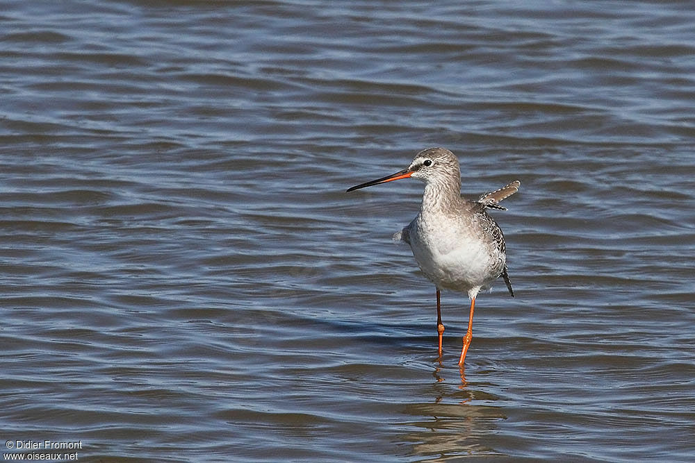 Spotted Redshank