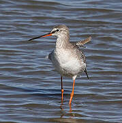 Spotted Redshank