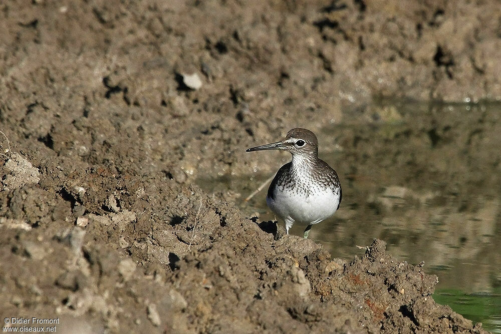 Green Sandpiper