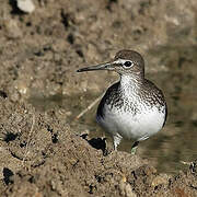 Green Sandpiper