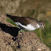 Green Sandpiper