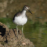 Green Sandpiper