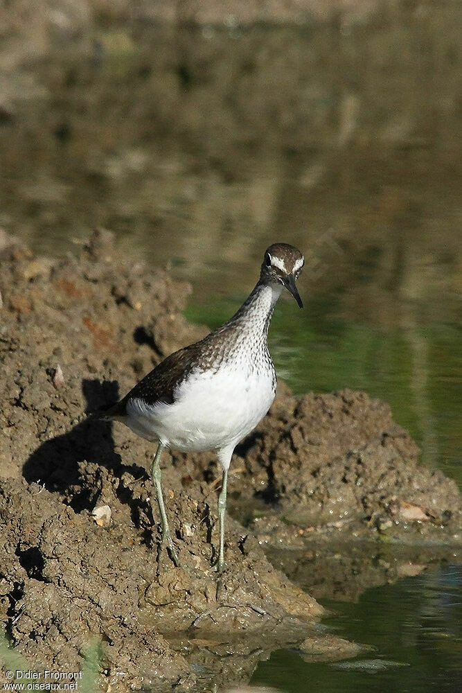 Green Sandpiper