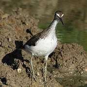 Green Sandpiper