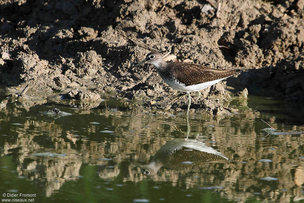 Green Sandpiper