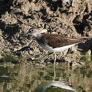 Green Sandpiper