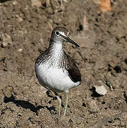 Green Sandpiper