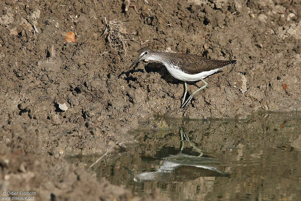 Green Sandpiper