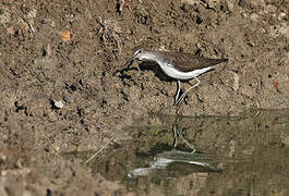 Green Sandpiper