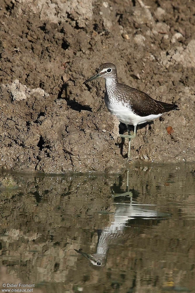 Green Sandpiper