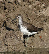 Green Sandpiper