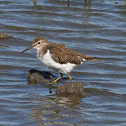 Common Sandpiper