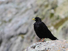 Alpine Chough