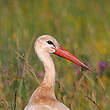 Cigogne blanche