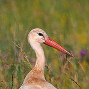 Cigogne blanche