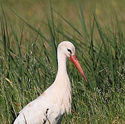 Cigogne blanche