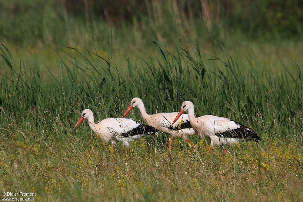 Cigogne blanche