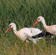 White Stork