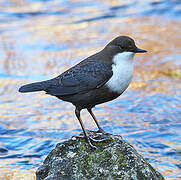 White-throated Dipper