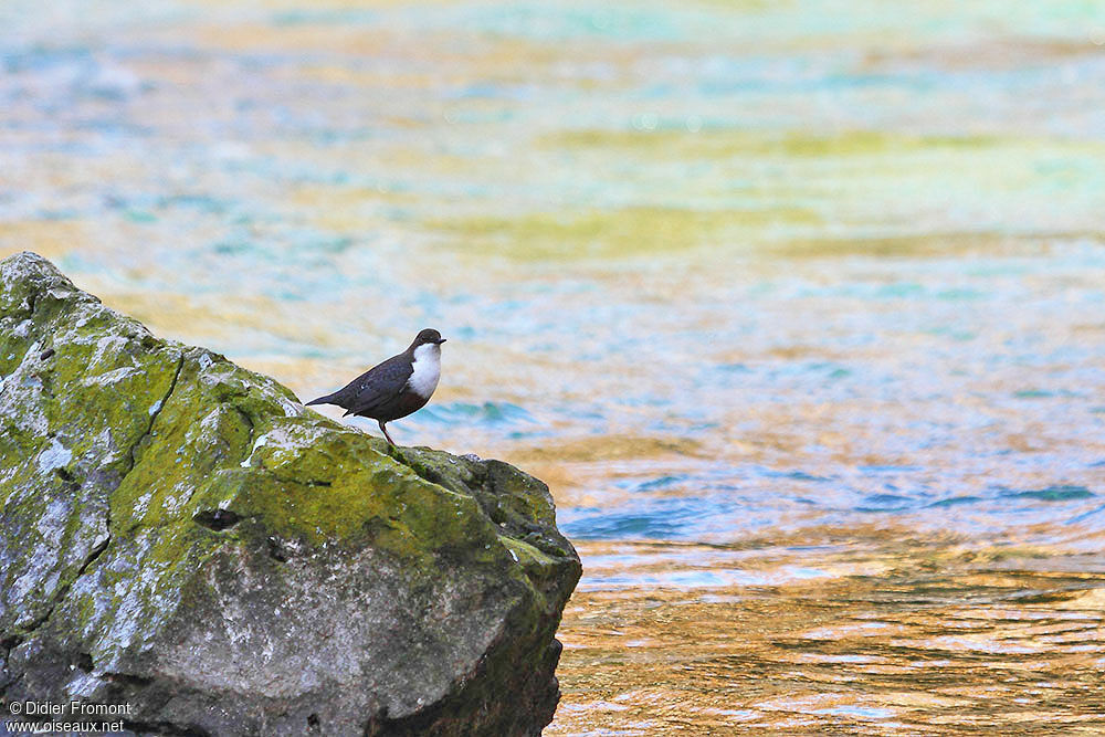 White-throated Dipper