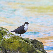 White-throated Dipper