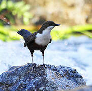 White-throated Dipper