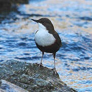 White-throated Dipper